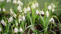 Beauty of white snowdrop flowers with morning dew drops blooming fast in spring time lapse
