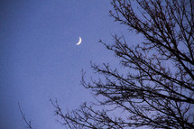 tree branches and a crescent moon 