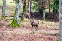 elk in a forest 