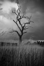 Dead tree in tall grass during storm.