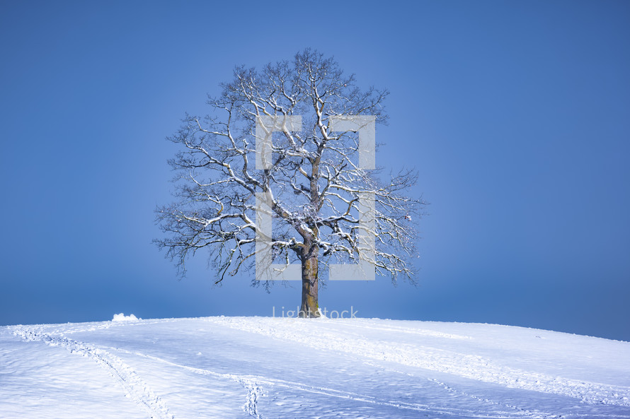 snow on a bare tree on a winter hill 
