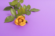 rose on a purple background 