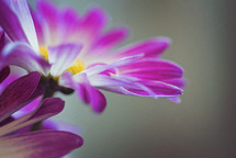 purple flower petals 