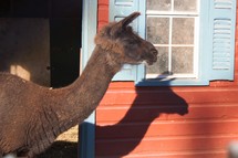 llama and shadow 