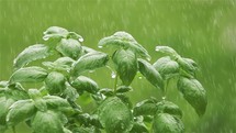 It is raining on green basil herbs
