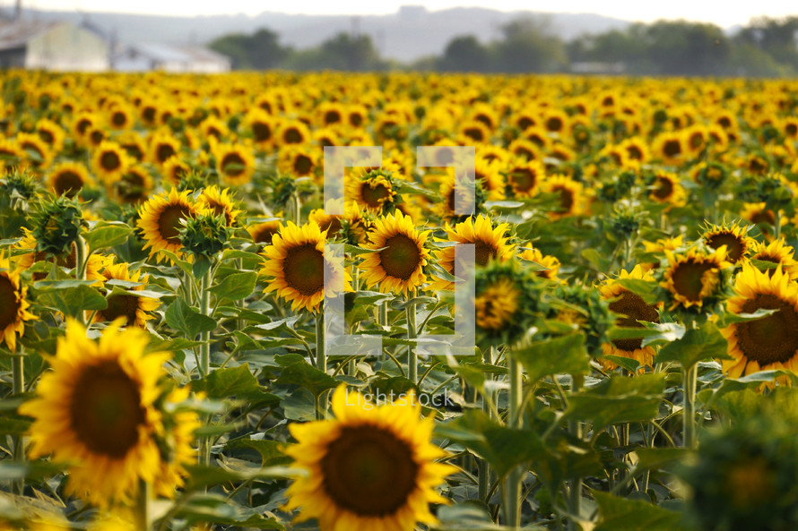 Field of yellow sunflowers.