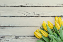 yellow tulips on a white wood background 