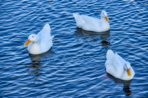 white ducks on a pond 