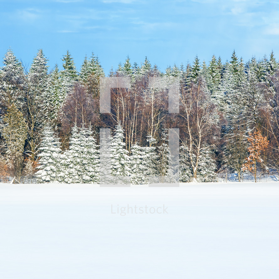 snow in a meadow and trees in a forest 