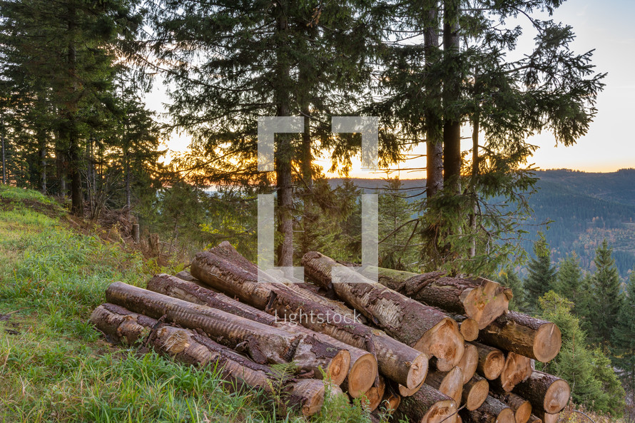 Black forest in autumn and logs 