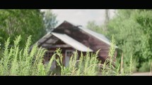 Nature's Reclaim: Abandoned Greenhouse Overrun by Nature