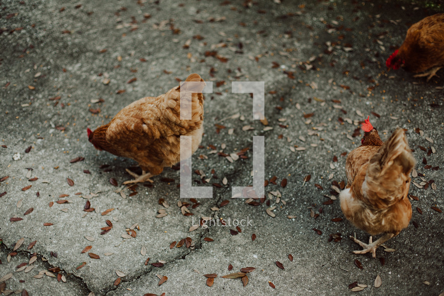 hens, chickens, farm, feeding, animals, birds, farm animals, chicken coupe 
