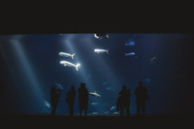 Silhouette of people at dolphin tank.