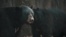 American Black Bear in Natural Habitat