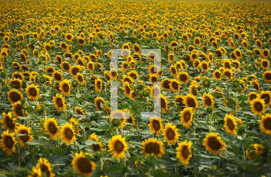 Field of yellow sunflowers.