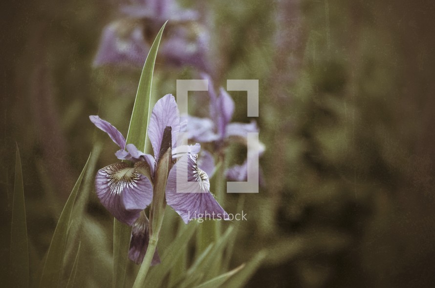 Wild iris in bloom.