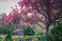 A large cherry tree in a garden of tulips