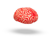 Human rubber brain floating in midair on white background