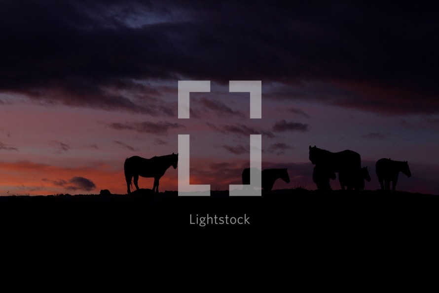 silhouettes of horses at sunset 