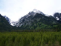 evergreen forest in front of a snow capped mountain peak