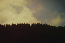 Sky and forest silhouette | Grunge Look | Background 