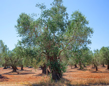Olive grove in Salento with typical red soil