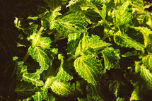 green leaves in a garden 