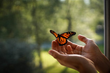 hands releasing a monarch butterfly 