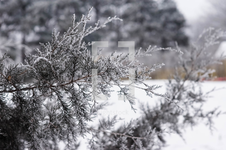 pine branch and snow 