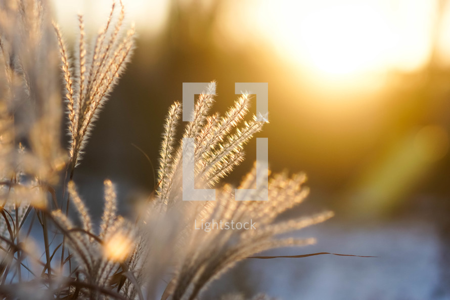warm sunlight and brown grasses 