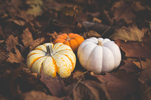 three pumpkins in brown fall leaves 