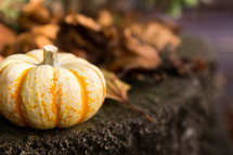 fall pumpkin and brown leaves