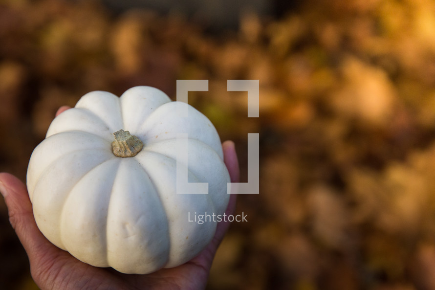hand holding a white pumpkin 