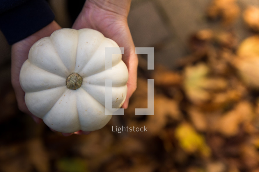 hands holding out a white pumpkin 