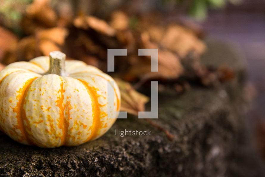 fall pumpkin and brown leaves