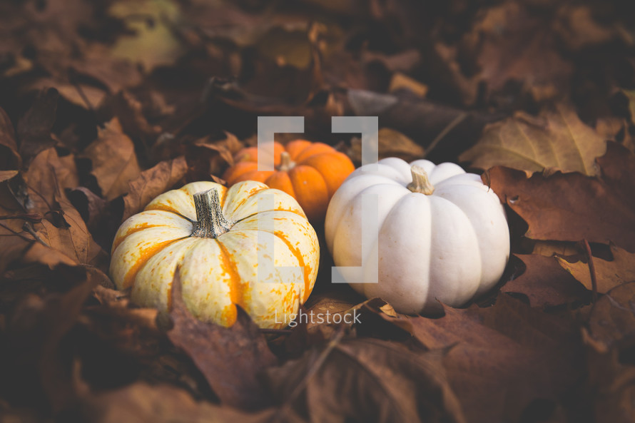 three pumpkins in brown fall leaves 