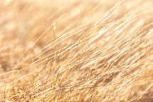 golden brown grasses background 