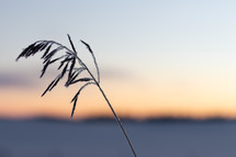 grain silhouette in winter 