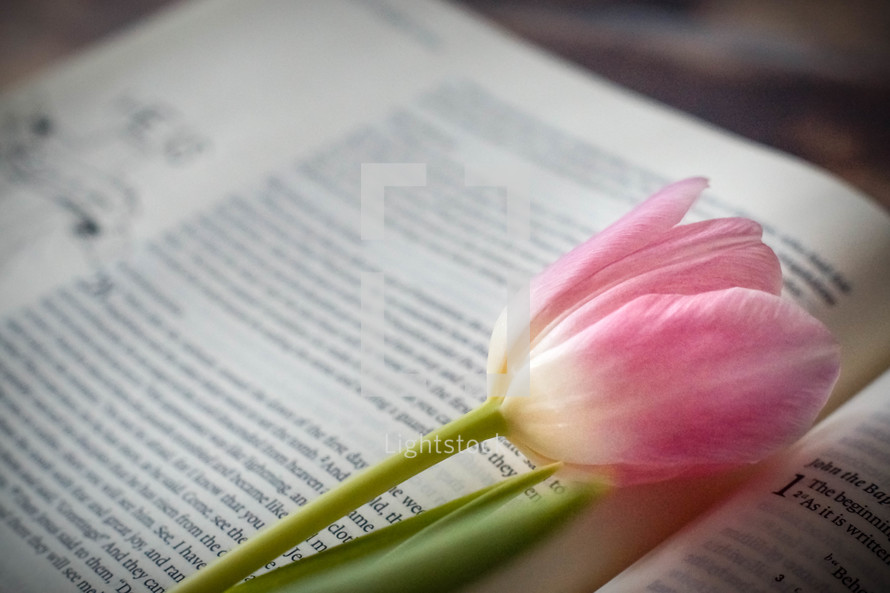 pink spring tulip on the pages of a Bible 