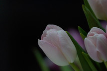 pink spring tulips 