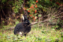 black rabbit in a forest 
