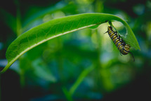 caterpillar eating a leaf 