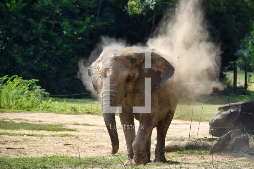 elephant in a reserve kicking up dust 