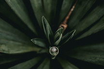 wedding band and diamond ring on a tropical plant 