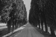 a gravel driveway lined with trees in Italy 