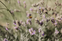a bee hovering over wildflowers 