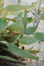 prickly pear cactuses 