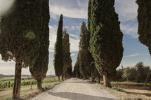 tree lined gravel road in Italy