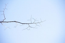 bare branch against a blue sky 