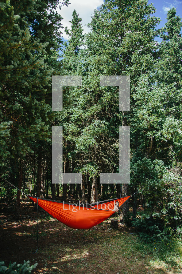 a hammock between trees in a forest 